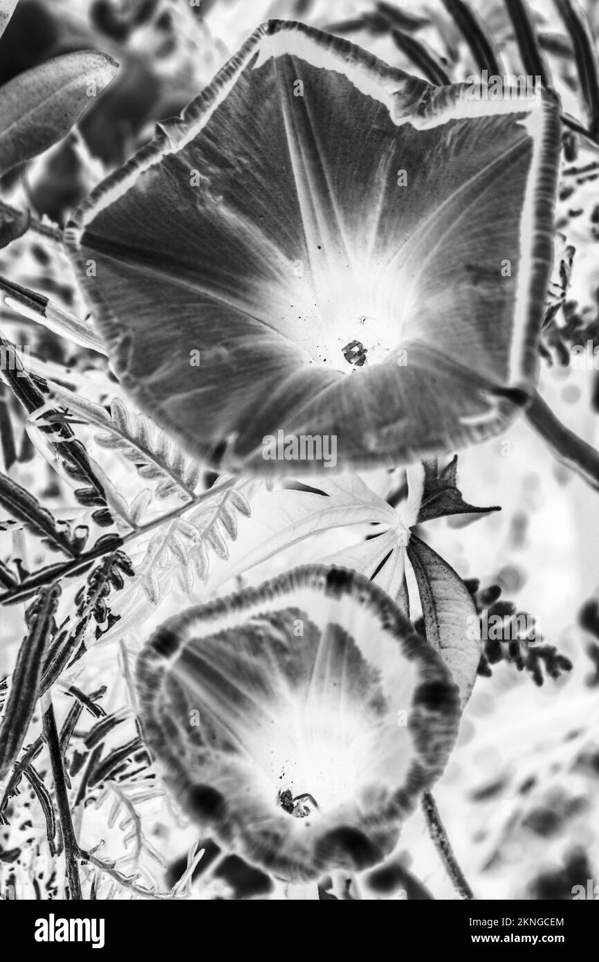 Creative fine art flower design on trumpet flowers in intricate inverse