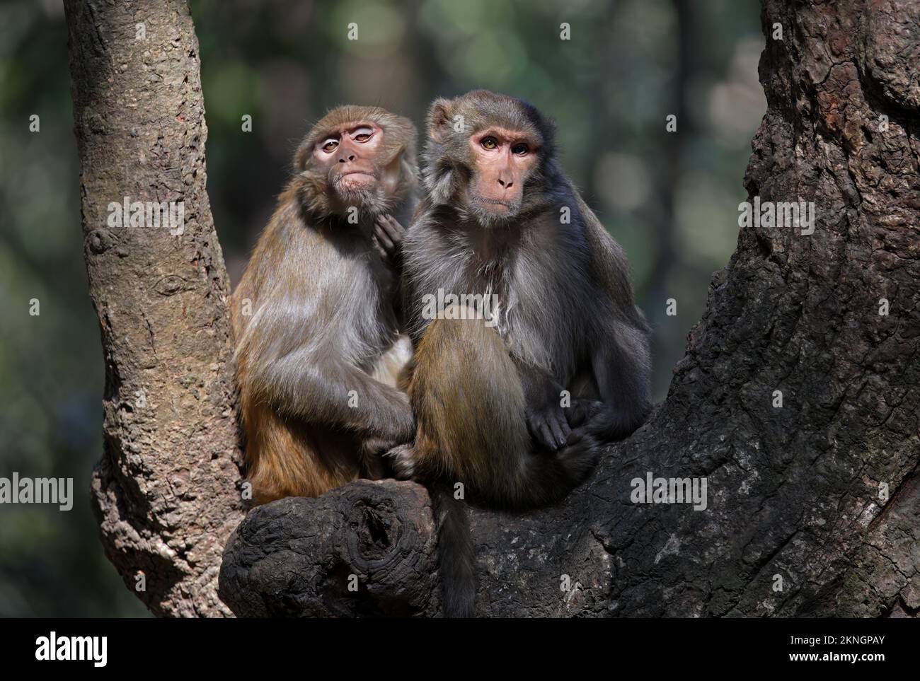 Rhesus Macaque (Macaca mulatta) two sitting up close in tree, one scratching chin  Kathmandu, Nepal           February Stock Photo