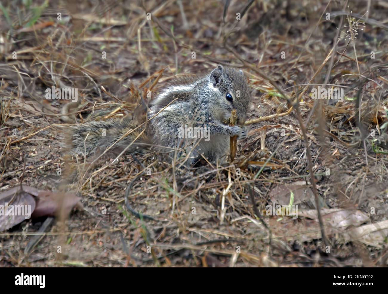 Five-striped Palm squirrel (Funambulus pennantii) adult feeding on the ground  Gujarat, India         November Stock Photo