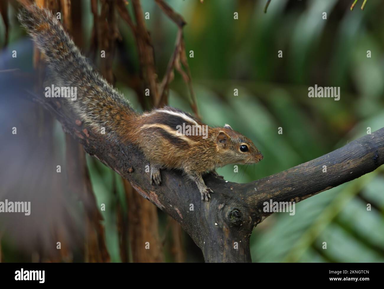 Indian Palm Squirrel (Funambulus palmarum) adult on dead branch  Sri Lanka       December Stock Photo