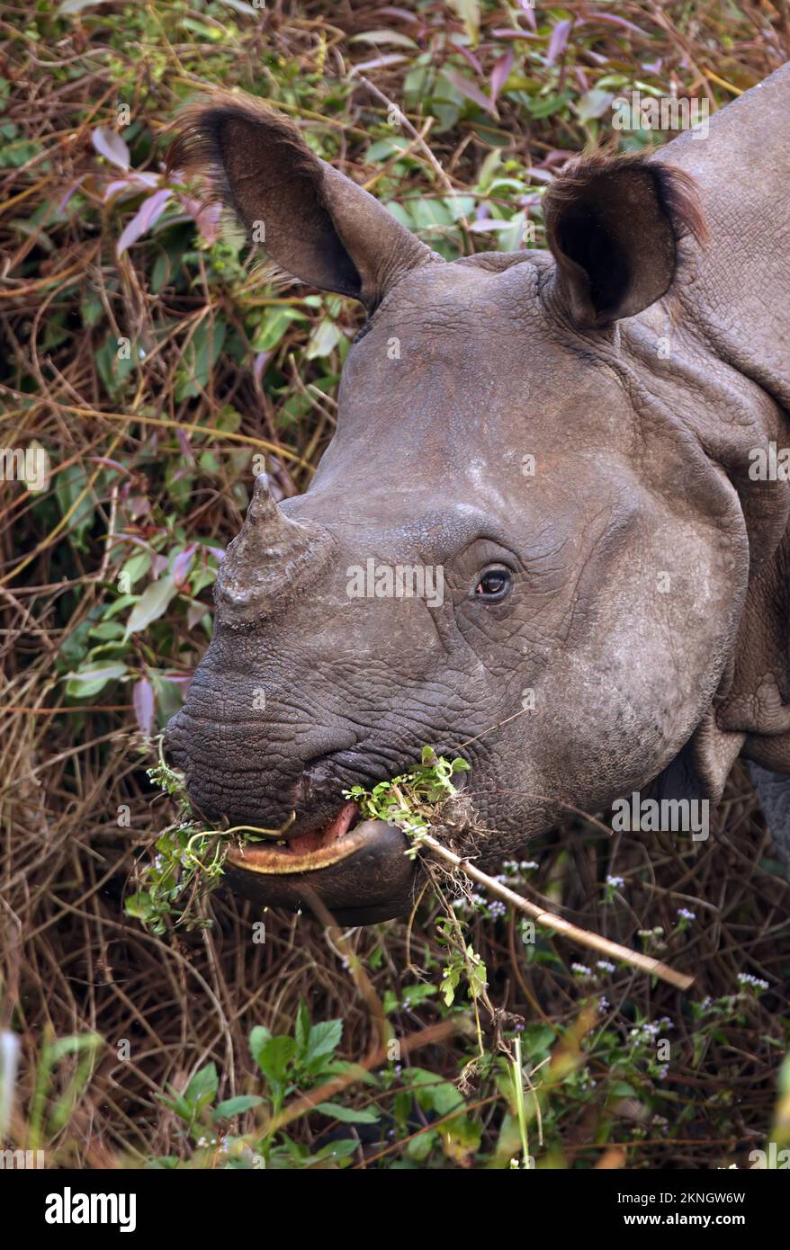 Indian Rhinoceros (Rhinoceros unicornis) close-up of head of feeding adult  Kaziranga NP, Assam, India        January Stock Photo