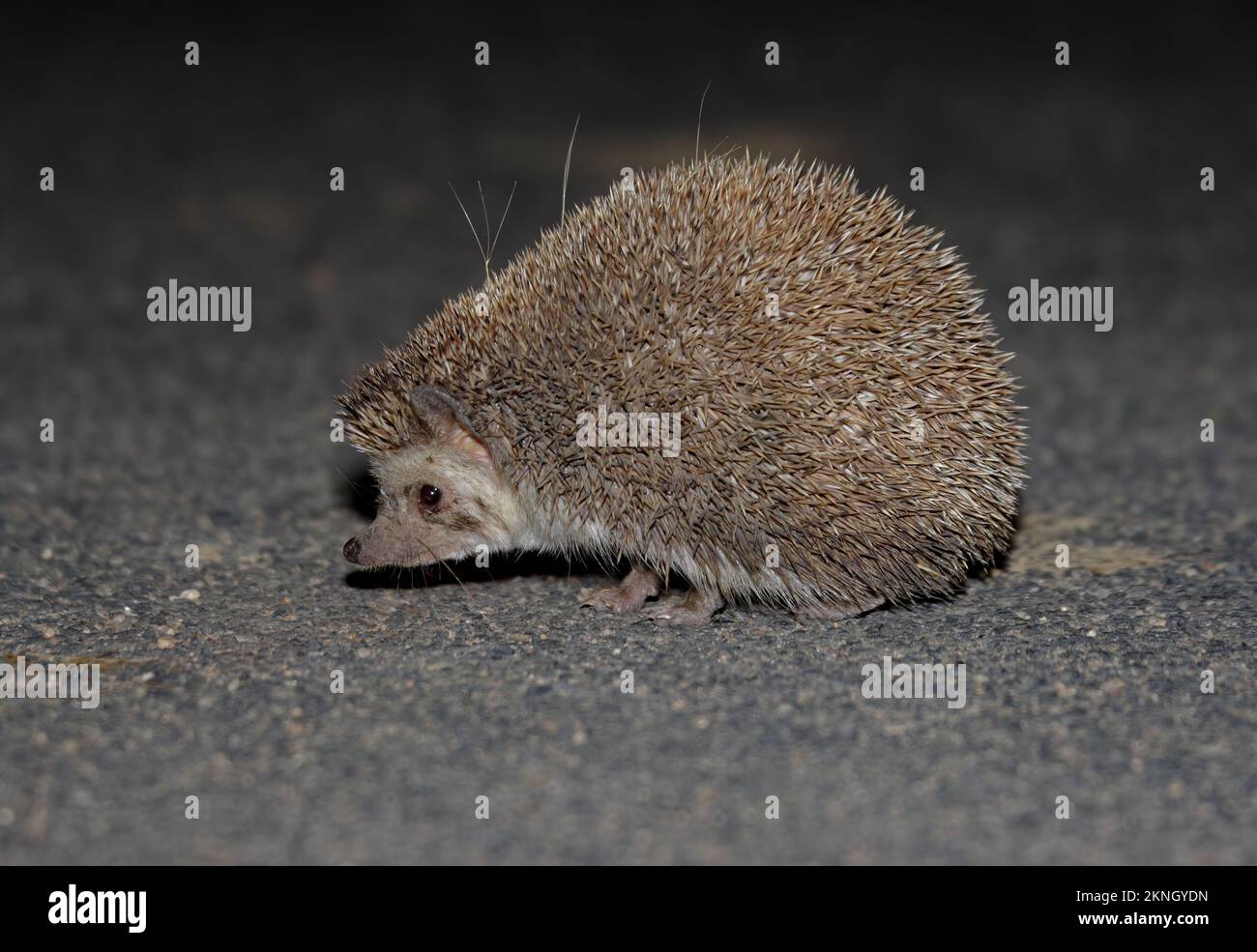 Pale Hedgehog (Paraechinus micropus) adult crossing the road  Little Rann of Kachchh, Gujarat, India        November Stock Photo