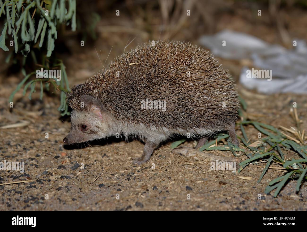 Pale Hedgehog (Paraechinus micropus) adult walking  Little Rann of Kachchh, Gujarat, India        November Stock Photo