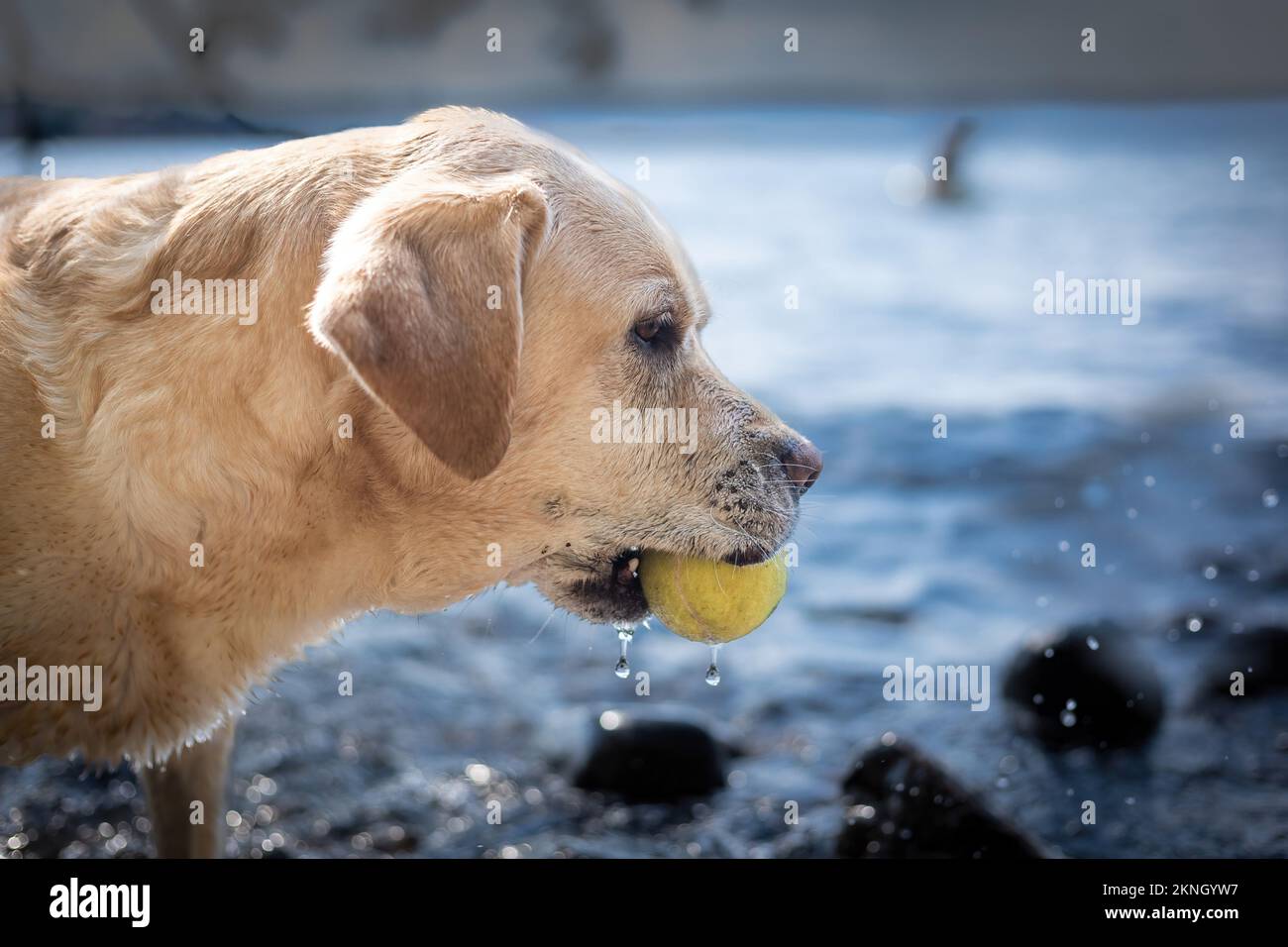 A cute labrador with a tennis ball in its mouth playing in a river ...