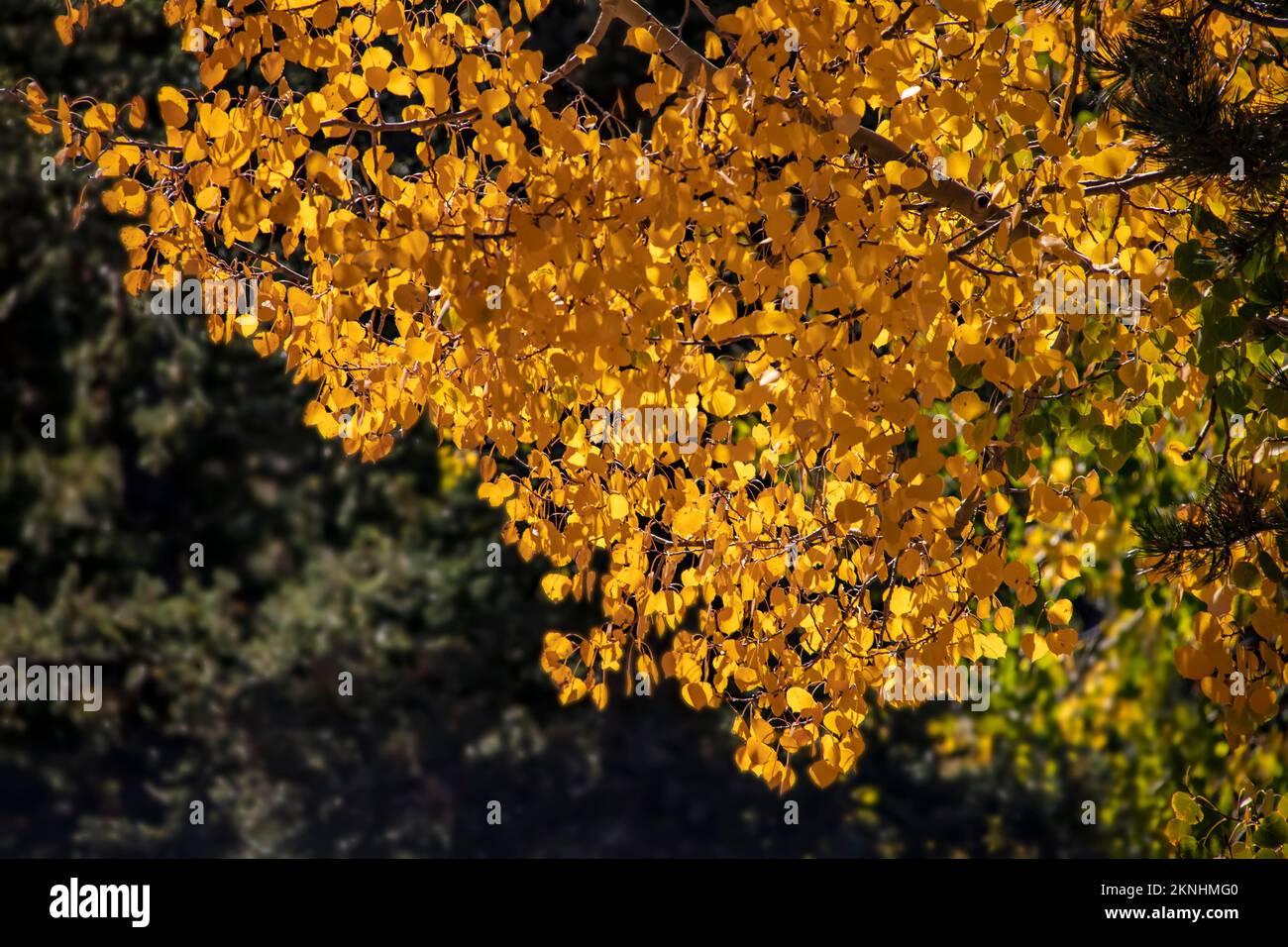 Background - Autumn in the Rockies - closeup of yellow Aspen leaves Stock Photo