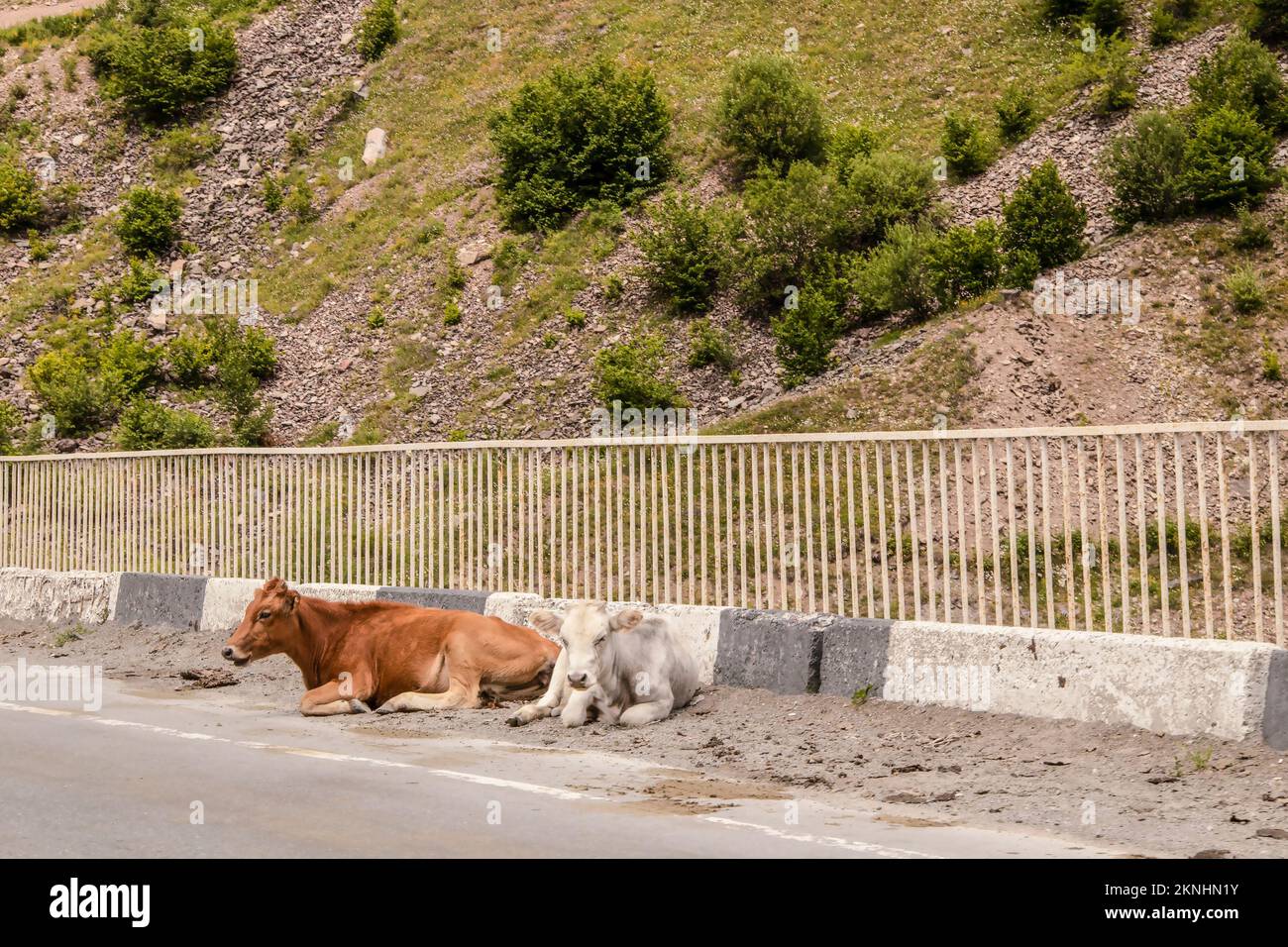 Cows lay on a bridge on the Military Highway in the country of Georgia because the breeze keeps flies off of them Stock Photo