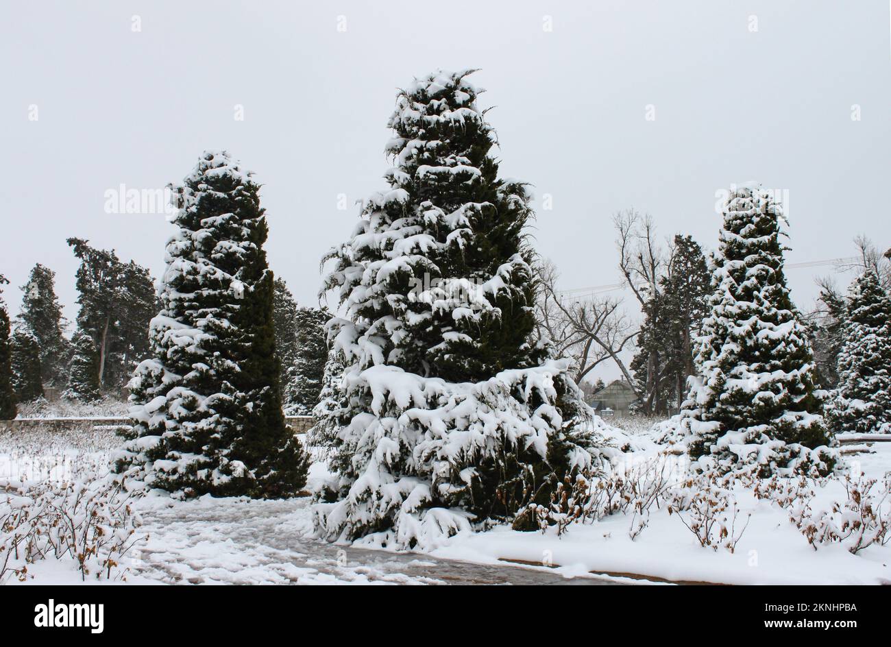 Ice and snow covered evergreen trees against a winter sky Stock Photo