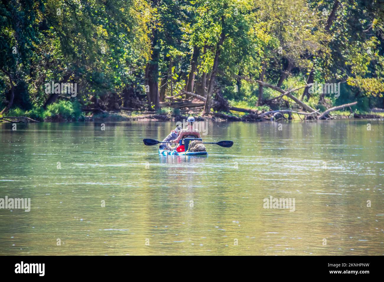 Man and blue heeler dog floating-paddling river together on paddleboard with bokeh forest in background - tranquil scene Stock Photo