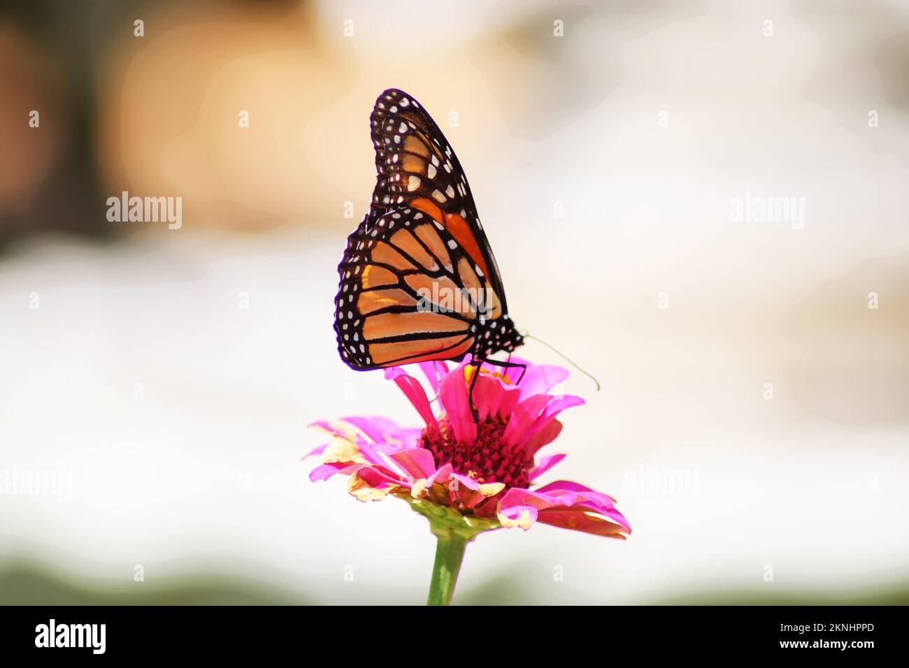 Monarch butterfly landing on red-pink zinnia against blurred bokeh background Stock Photo