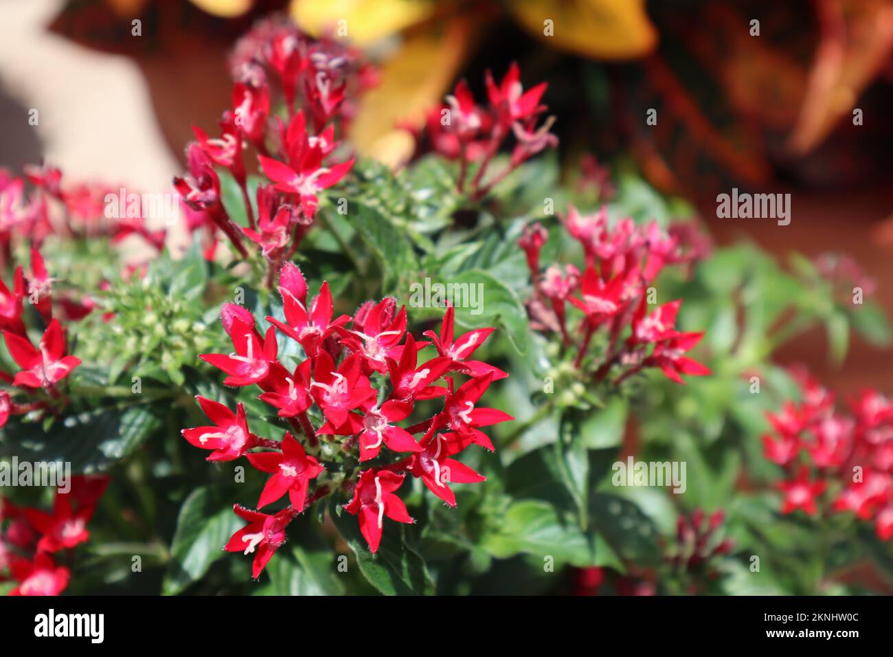 A closeup of red Pentas against burred background Stock Photo