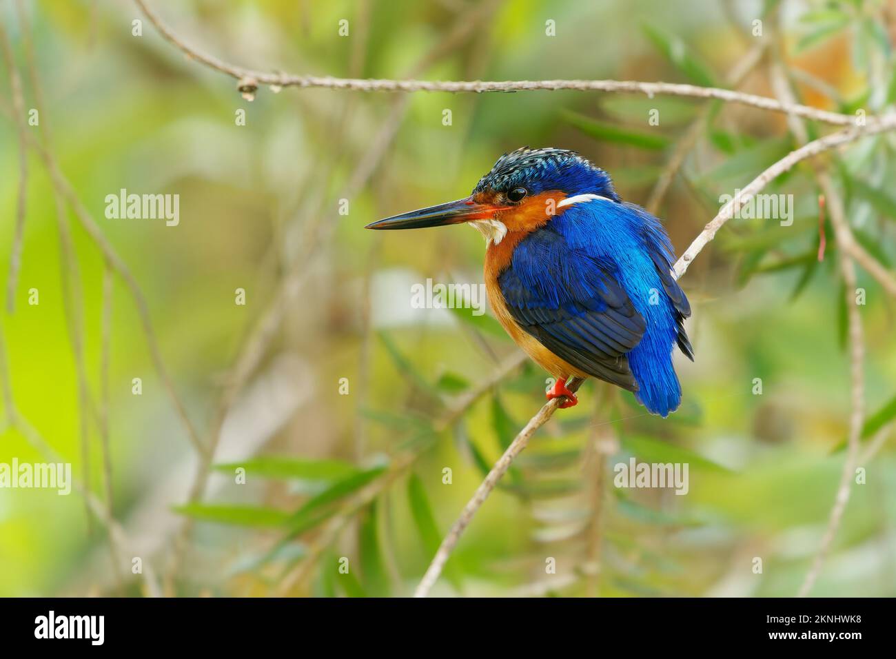 Malagasy or Madagascar Kingfisher - Corythornis vintsioides blue bird in Alcedinidae in Madagascar, Mayotte and the Comoros, natural habitat is subtro Stock Photo