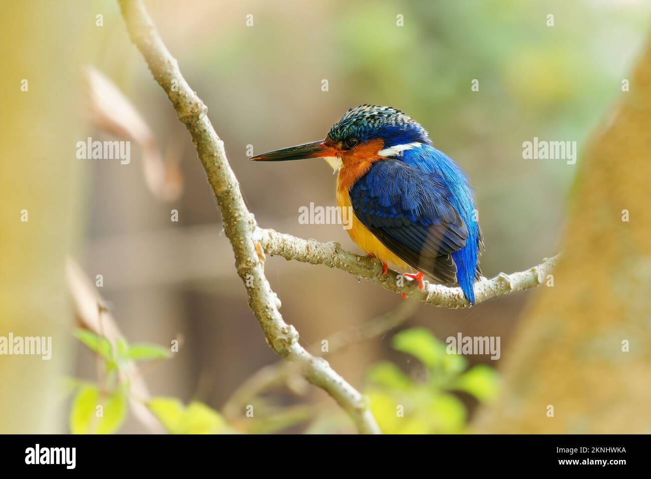 Malagasy or Madagascar Kingfisher - Corythornis vintsioides blue bird in Alcedinidae in Madagascar, Mayotte and the Comoros, natural habitat is subtro Stock Photo