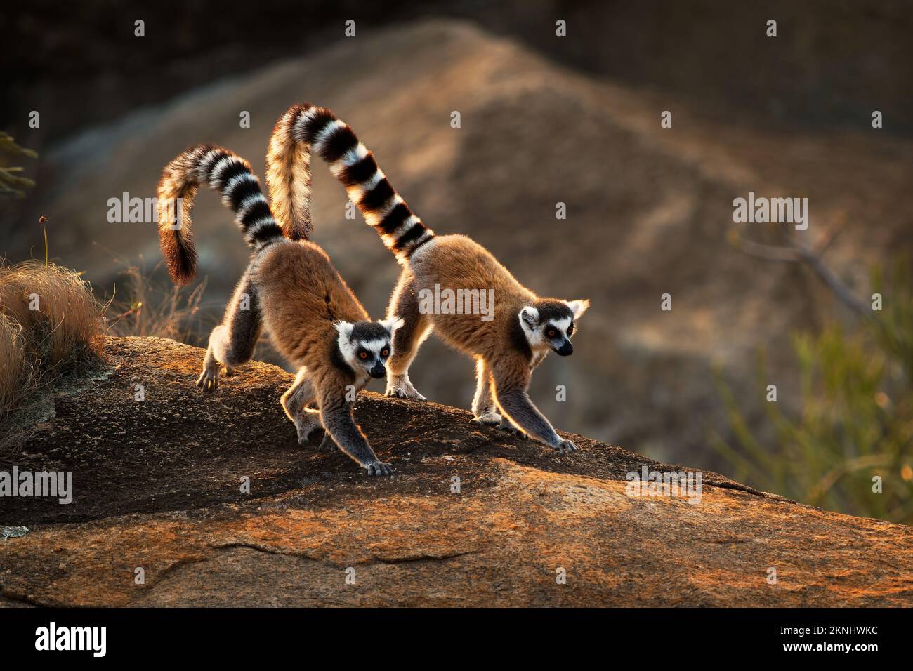Ring-tailed Lemur - Lemur catta large strepsirrhine primate with long, black and white ringed tail, endemic to Madagascar and endangered, in Malagasy Stock Photo