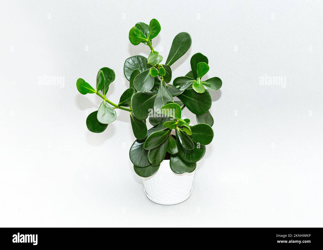 Clusia in a flower pot on a gray background Stock Photo