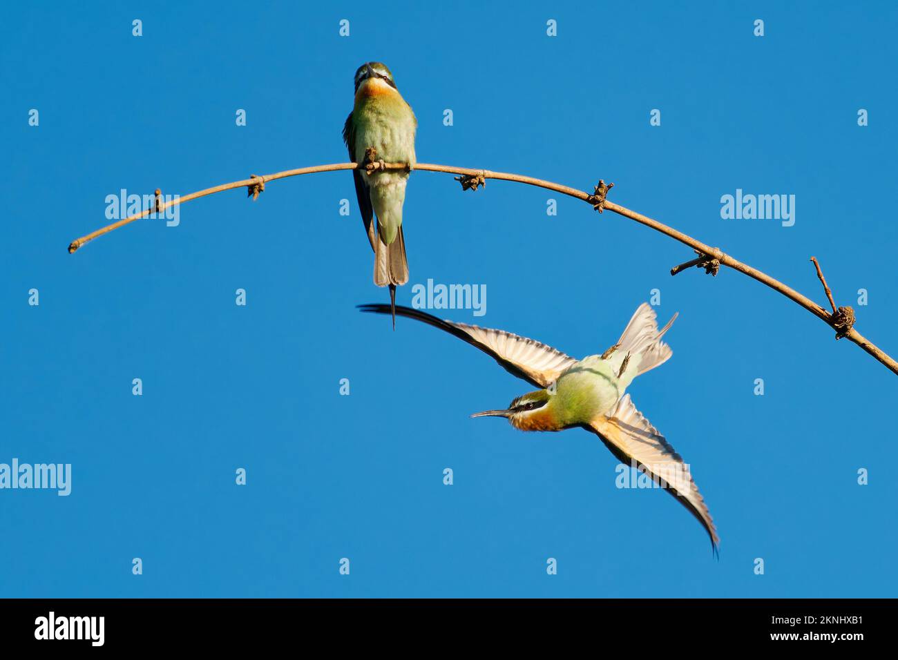 Madagascar or Olive Bee-eater - Merops superciliosus near passerine ...