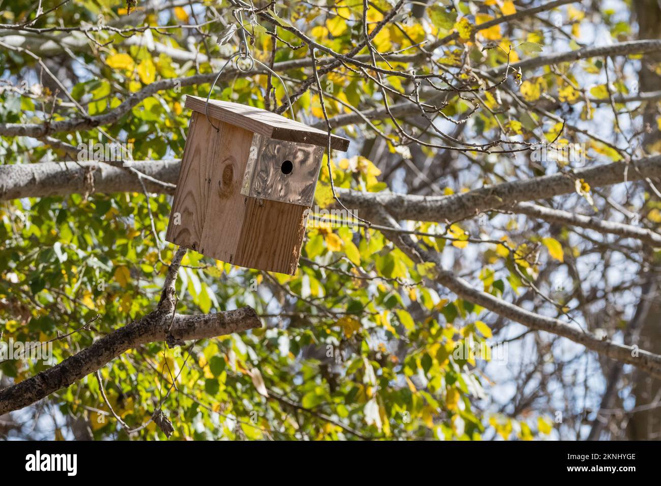 wooden nest box on a tree, Estany d'Ivars, Ivars d'Urgell, Catalonia