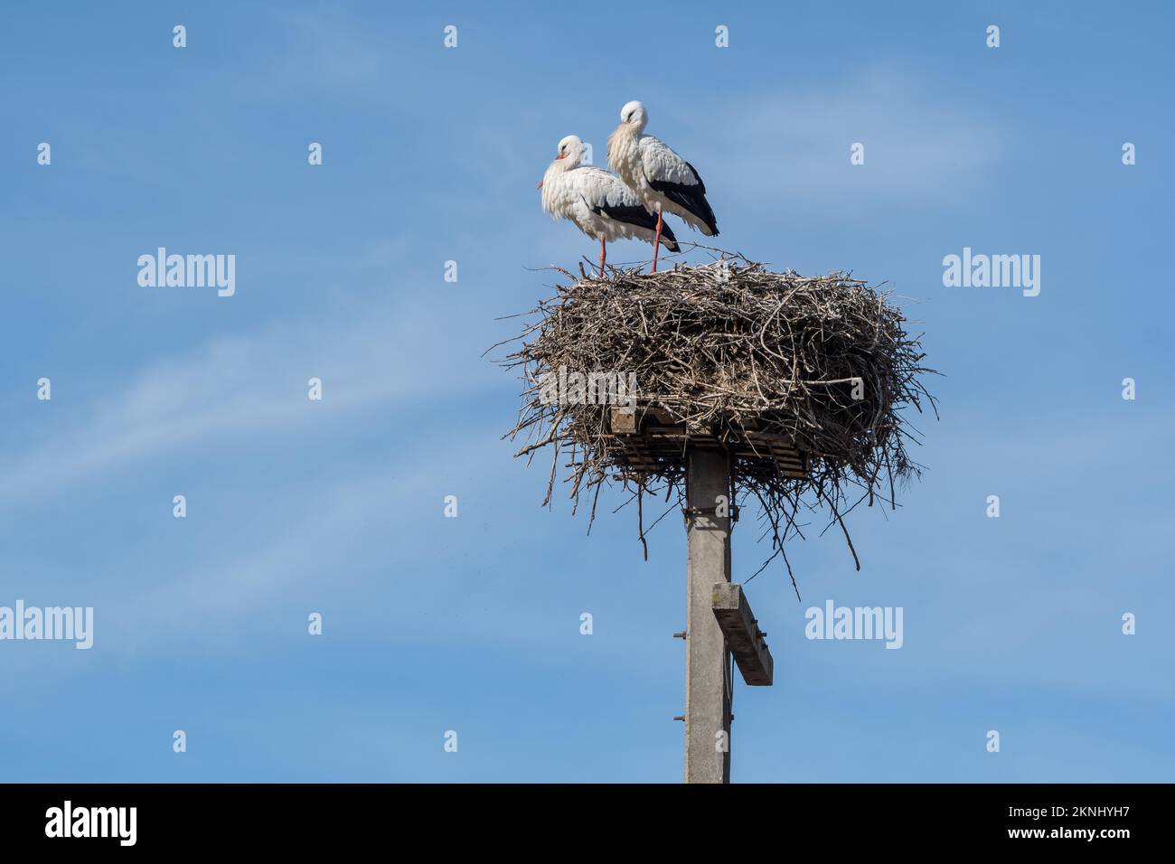 white stork, Ciconia ciconia, nest, Estany d'Ivars, Ivars d'Urgell, Catalonia, Spain Stock Photo