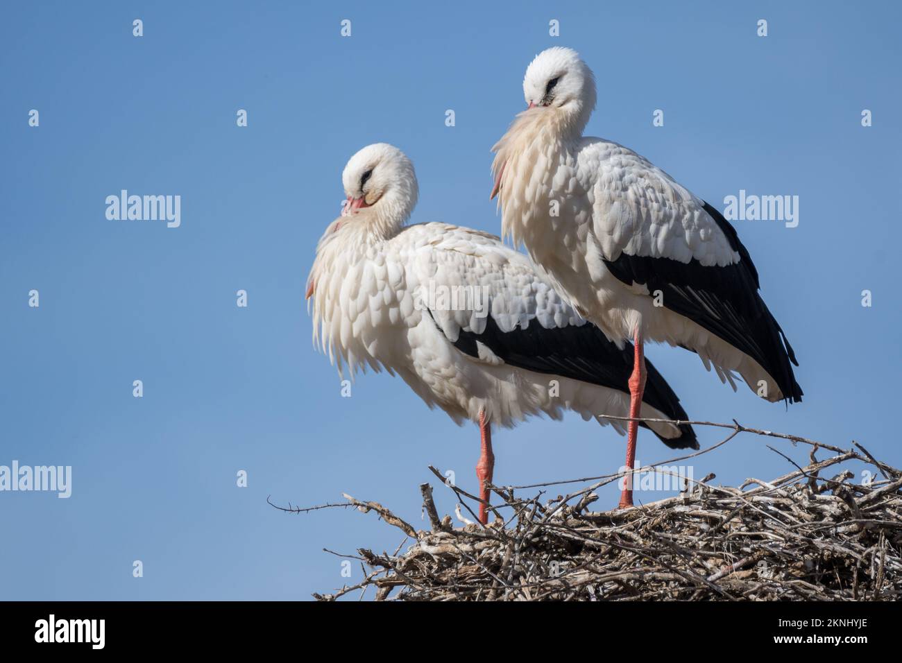 white stork, Ciconia ciconia, nest, Estany d'Ivars, Ivars d'Urgell, Catalonia, Spain Stock Photo
