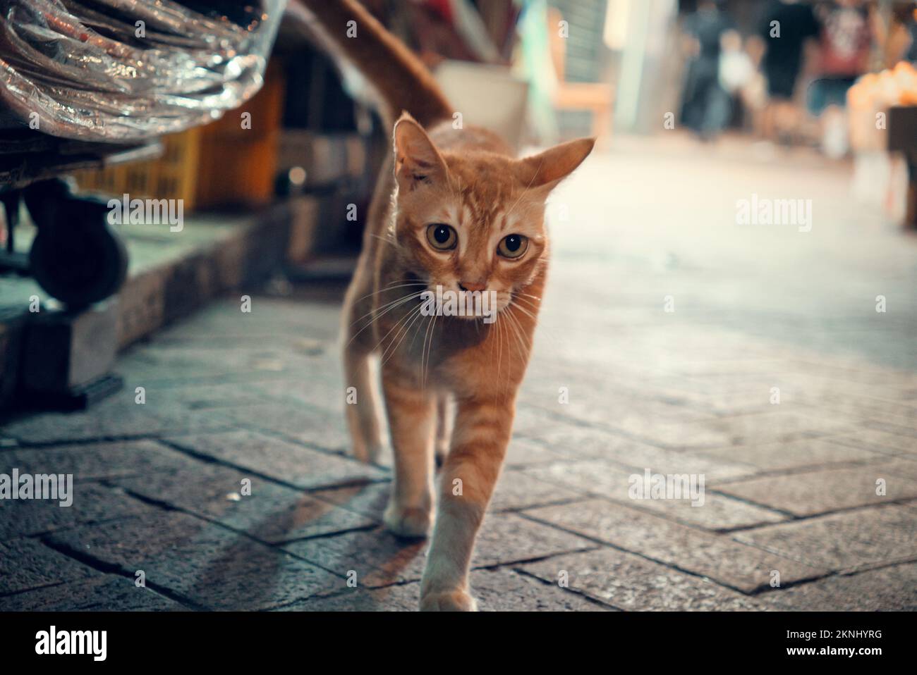 White and tabby cat in a street hi-res stock photography and images - Alamy