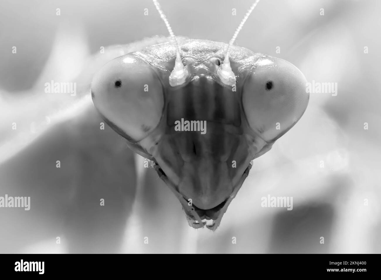 Tenodera Black and White Stock Photos & Images - Alamy