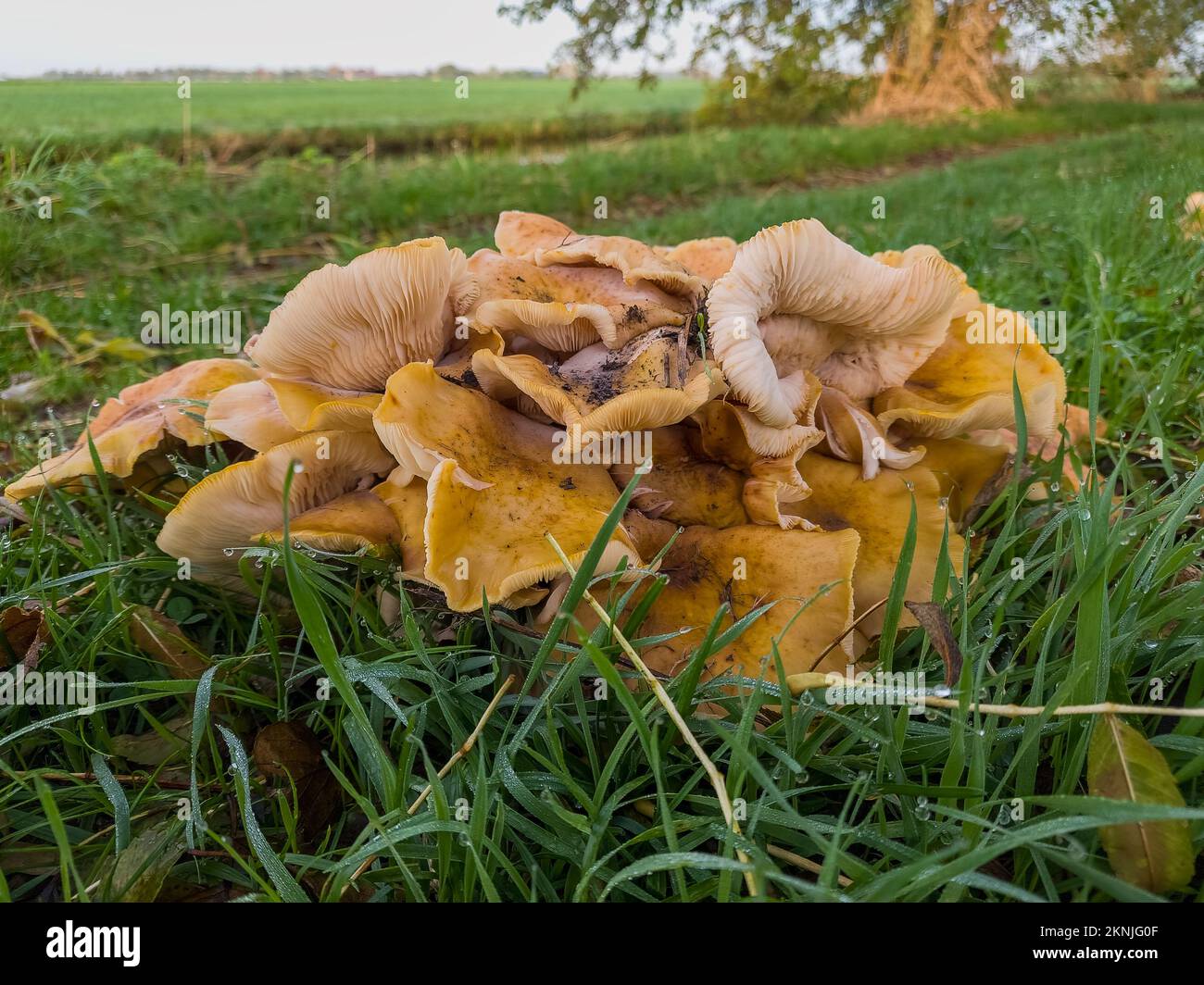 Close up of a group of densely growing yellow-brown mushrooms with clear plates, lamellae and curled cap brim in a damp grassy field Stock Photo