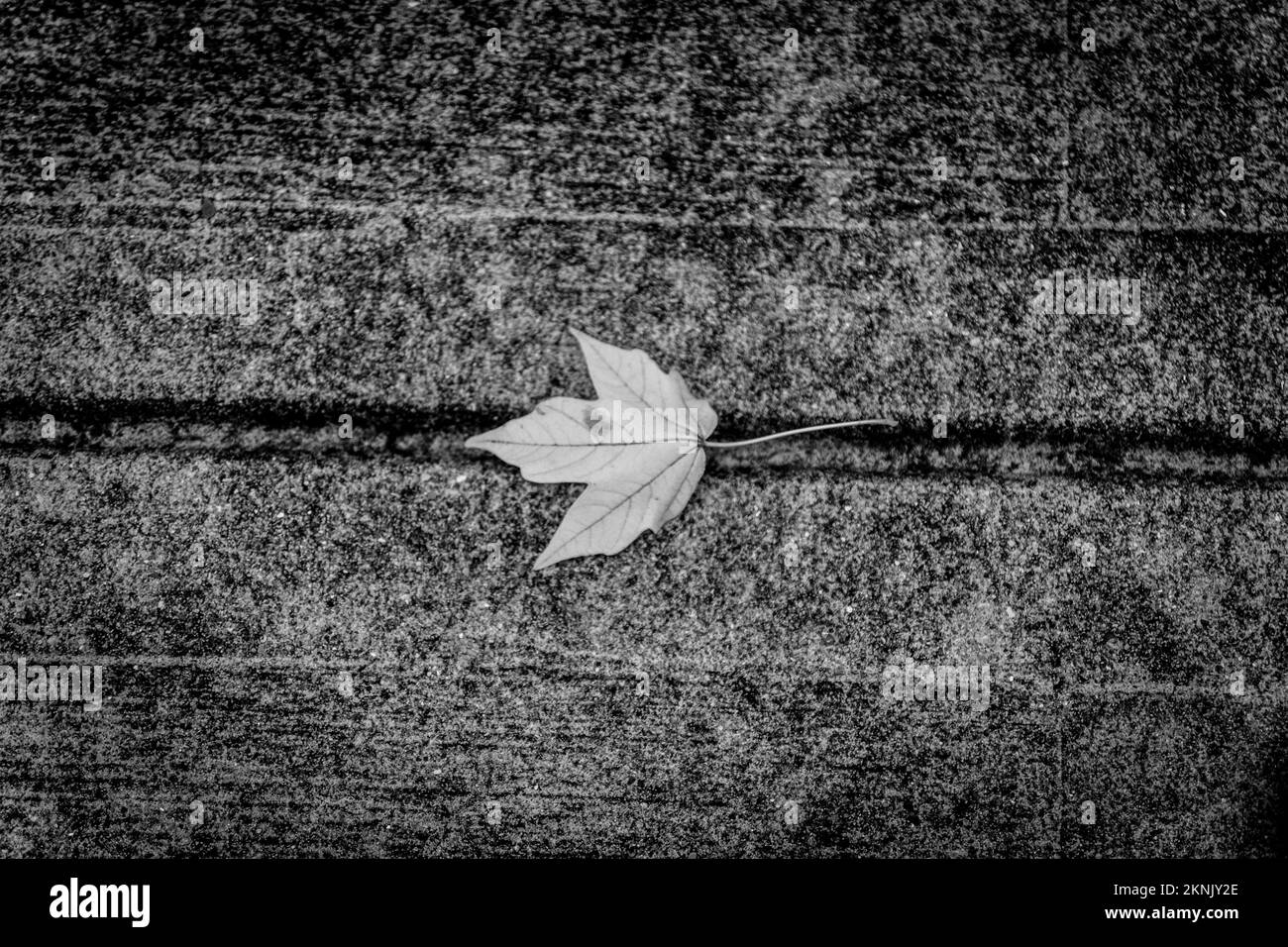 A top view of fallen leaf on the ground Stock Photo - Alamy