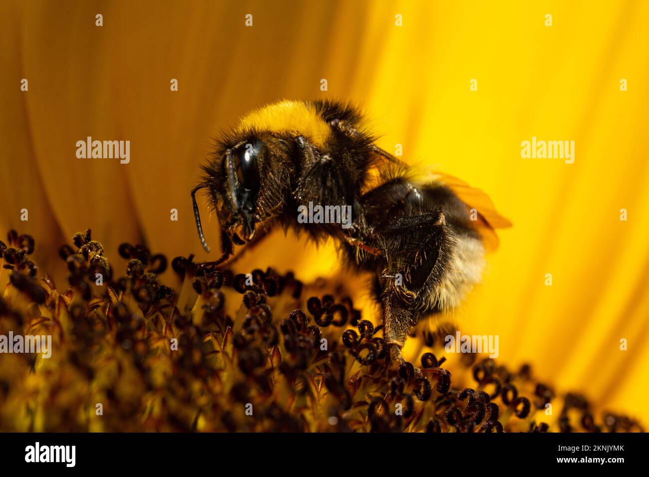 A closeup shot of Bombus armeniacus insect on a yellow background. Stock Photo