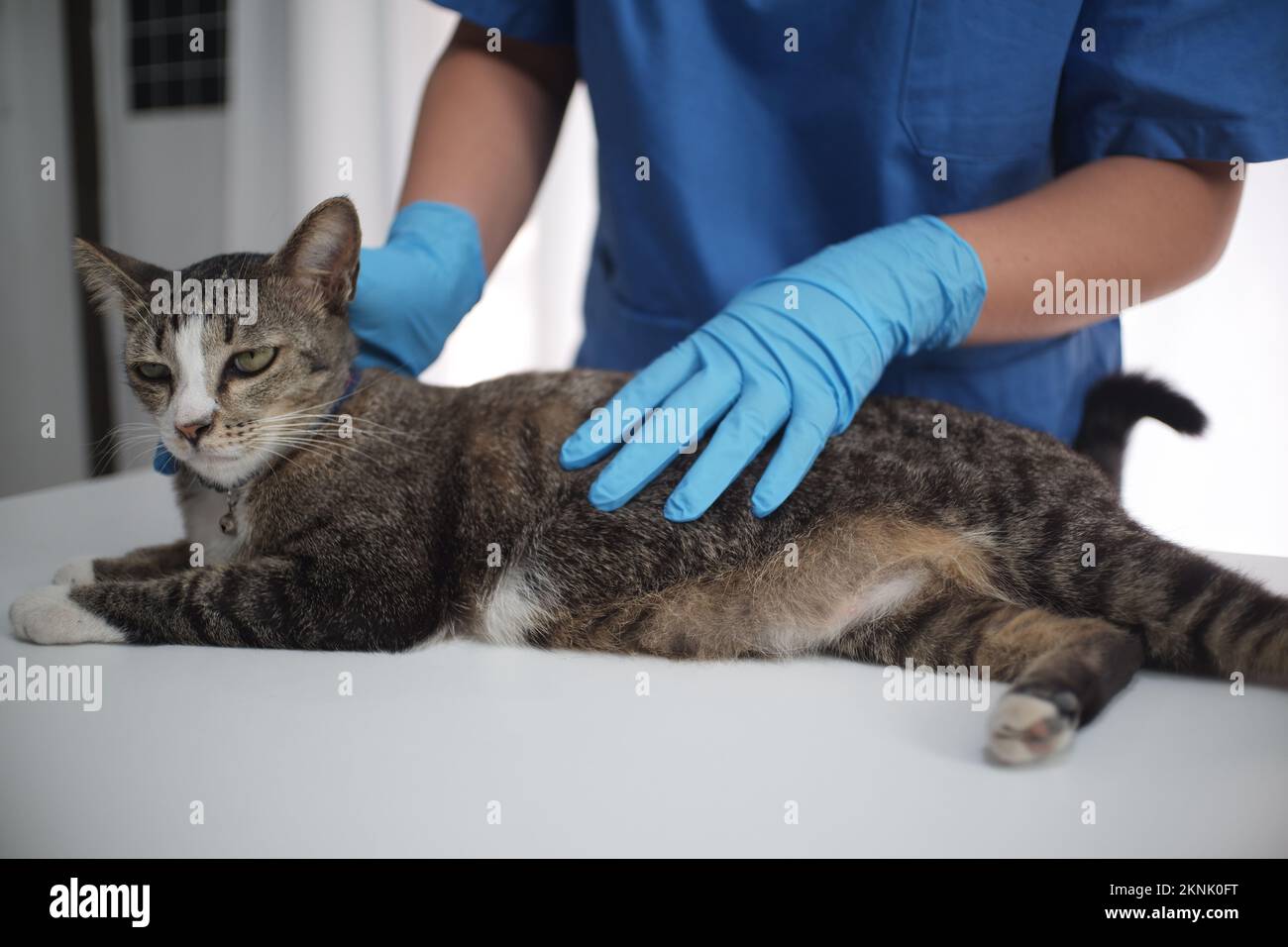 The veterinarian doctor treating, checking on an ill cat at vet clinic Stock Photo