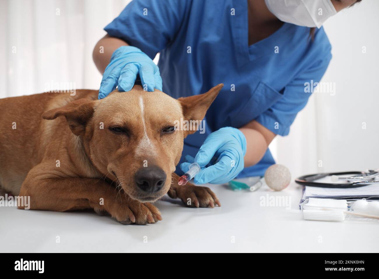 The veterinarian doctor treating, checking on dog at vet clinic Stock Photo