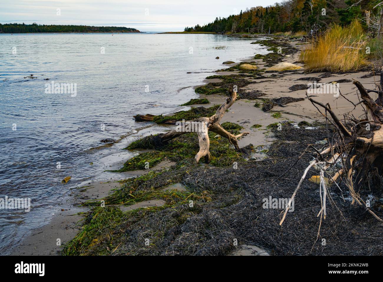 drift wood on the beach of Wreck Cove on McNabs Island in the fall