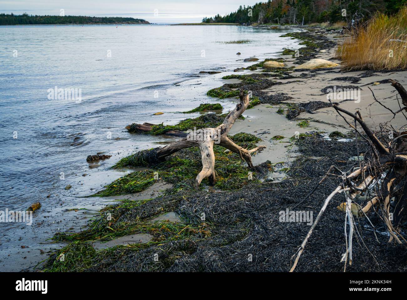 drift wood on the beach of Wreck Cove on McNabs Island in the fall