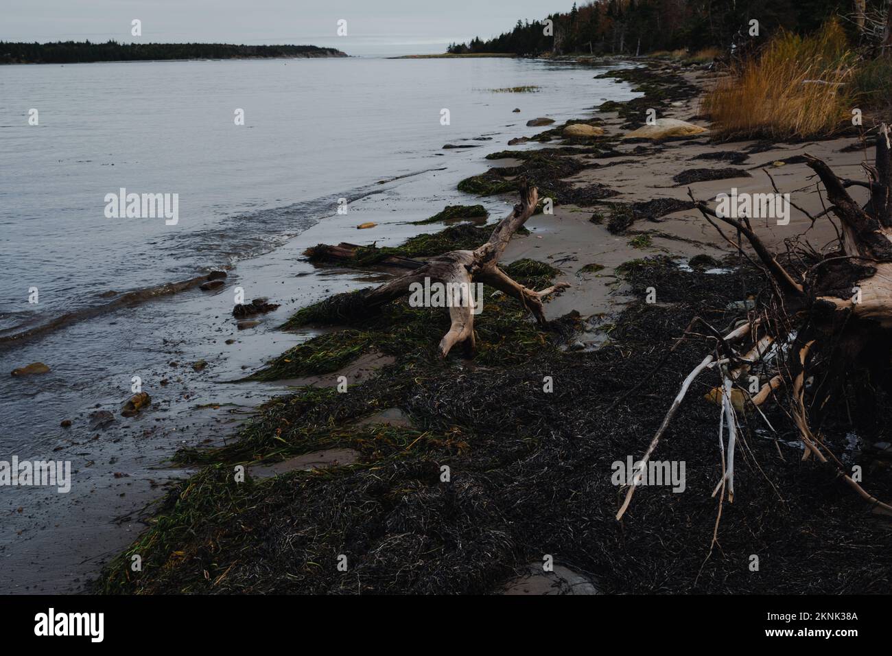 drift wood on the beach of Wreck Cove on McNabs Island in the fall