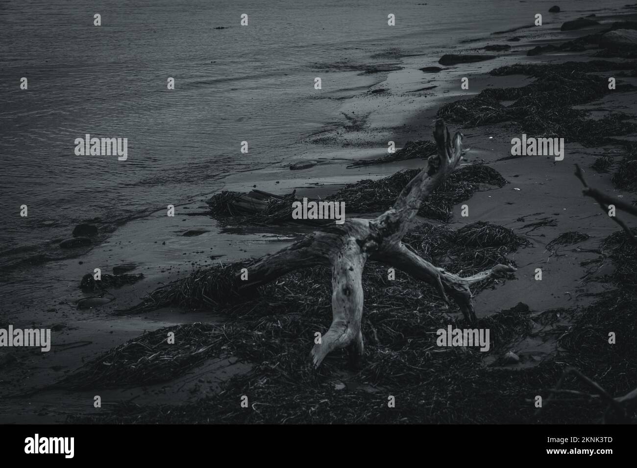 drift wood on the beach of Wreck Cove on McNabs Island in the fall