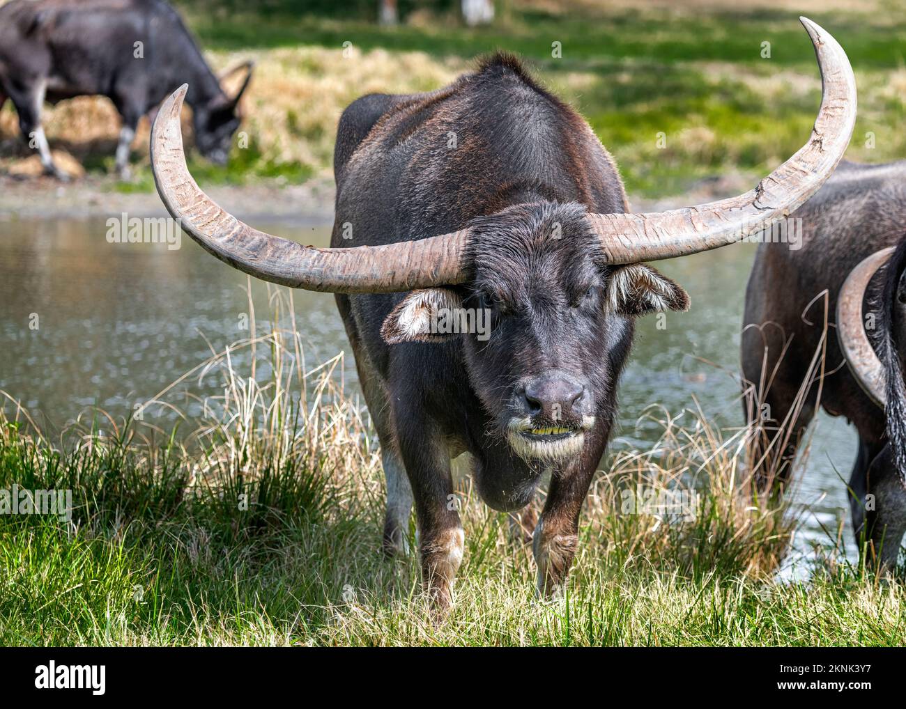 Longhorn buffalo with huge horns sneering at camera Stock Photo