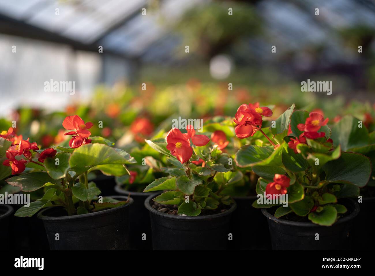 Green flowering begonia plants in dark pots with soil indoors in nurseries with glass roof and walls Stock Photo