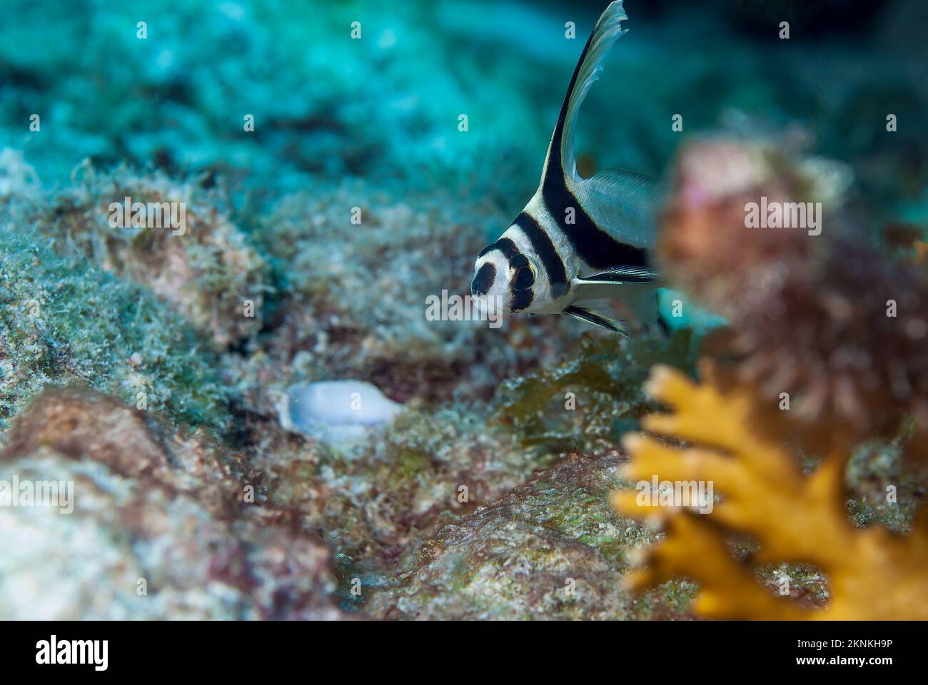 Underwater scene with a wild juvenile spotted drum while seen SCUBA diving Stock Photo