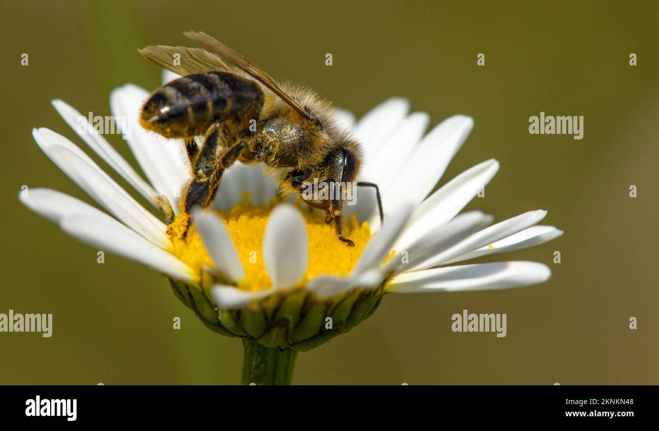 detail of bee or honeybee in Latin Apis Mellifera, european or western honey bee sitting on white flower of common daisy Stock Photo