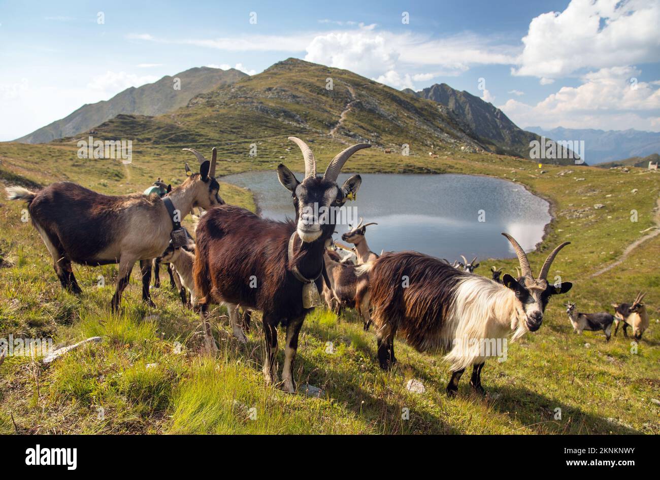 herd of goats in the mountains by the lake, Carnic Alps, Austria and ...