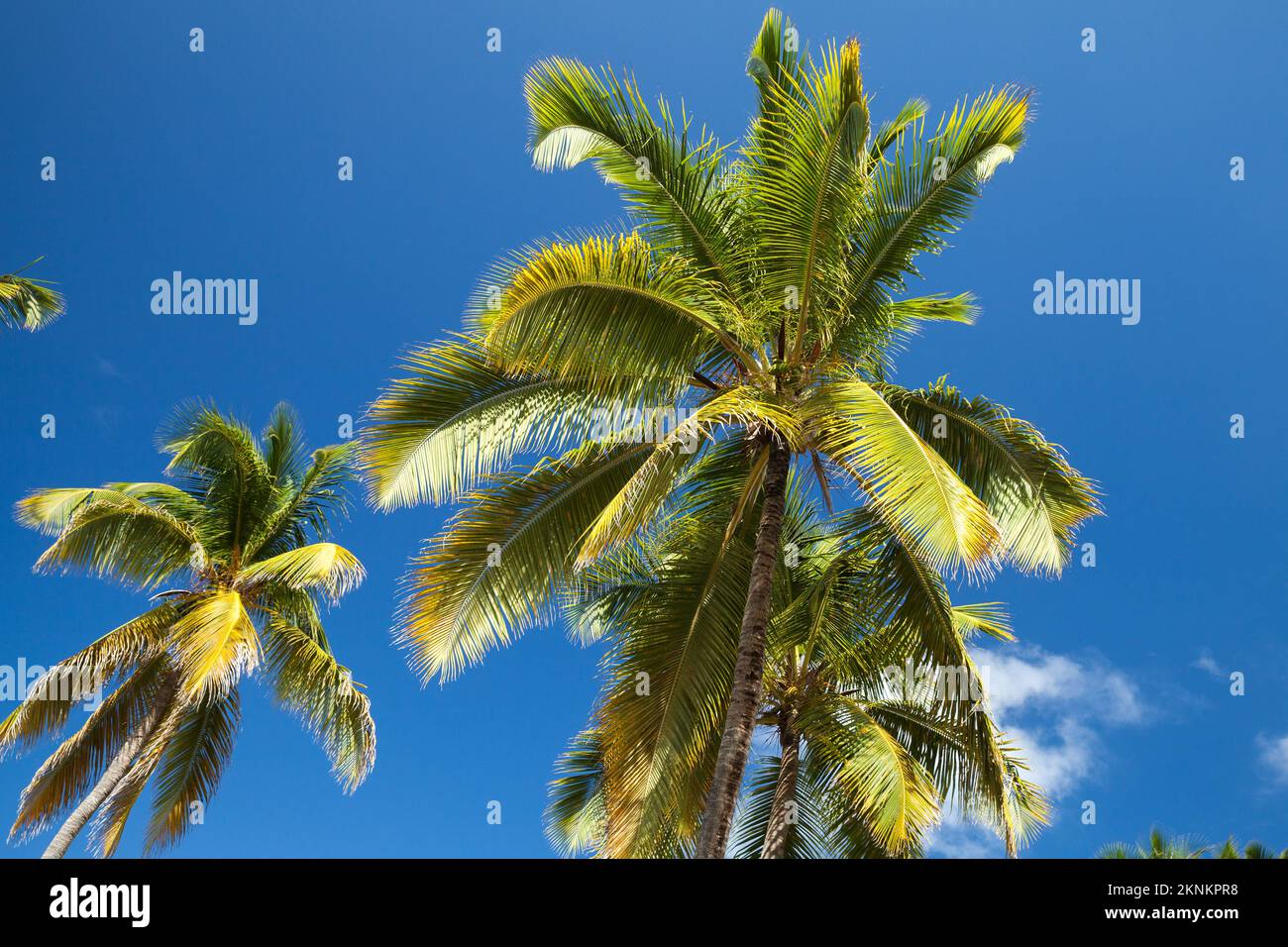 Coconut palm trees are under blue sky on a sunny day. Natural photo background Stock Photo