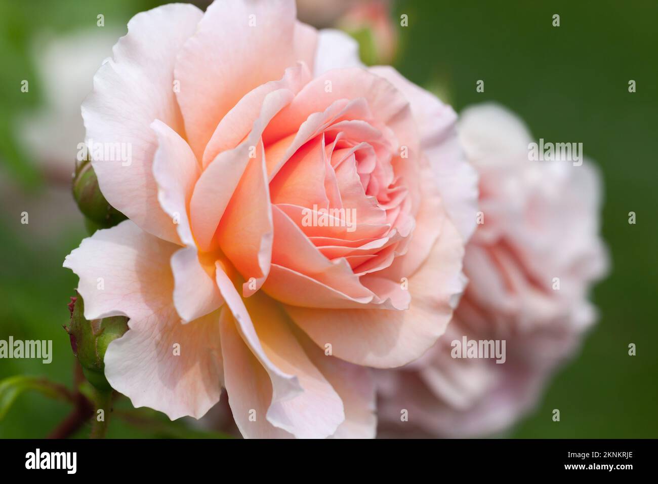 Hybrid tea rose, pink flowers close-up photo with soft selective focus ...
