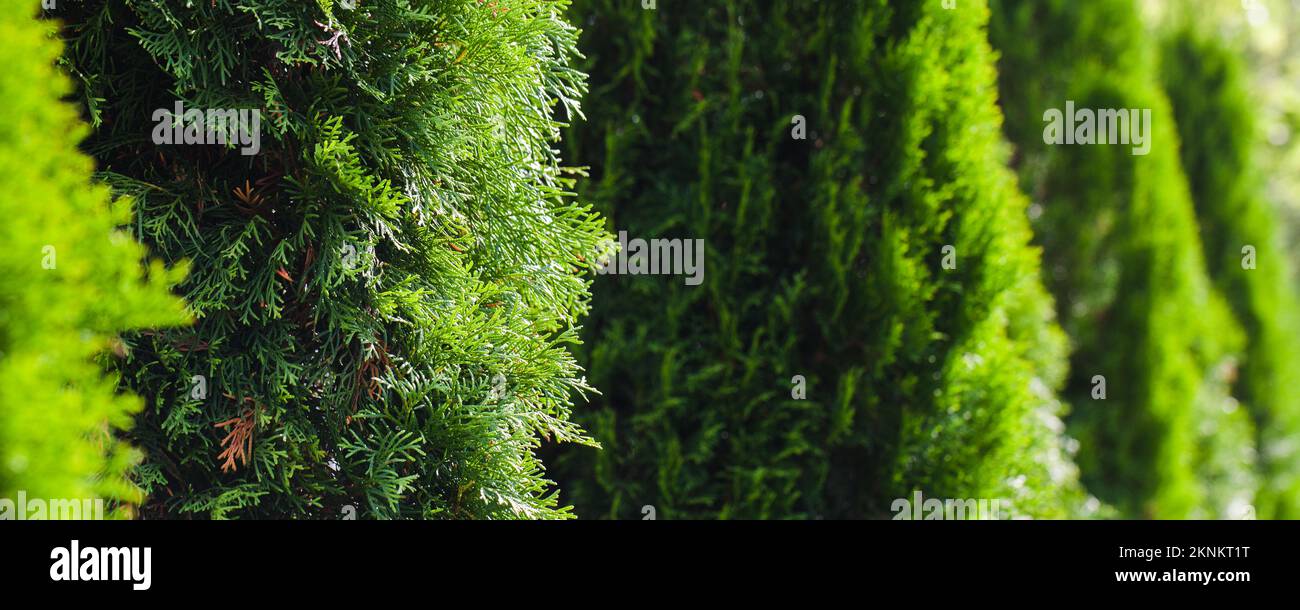Thuja shrubs growing in a row, panoramic photo background with selective focus Stock Photo