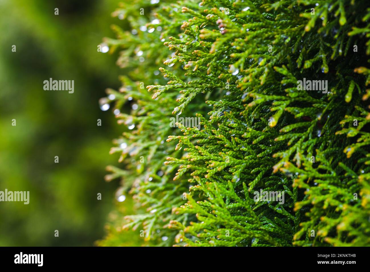 Thuja branch with dew drop, natural photo background with selective soft focus Stock Photo