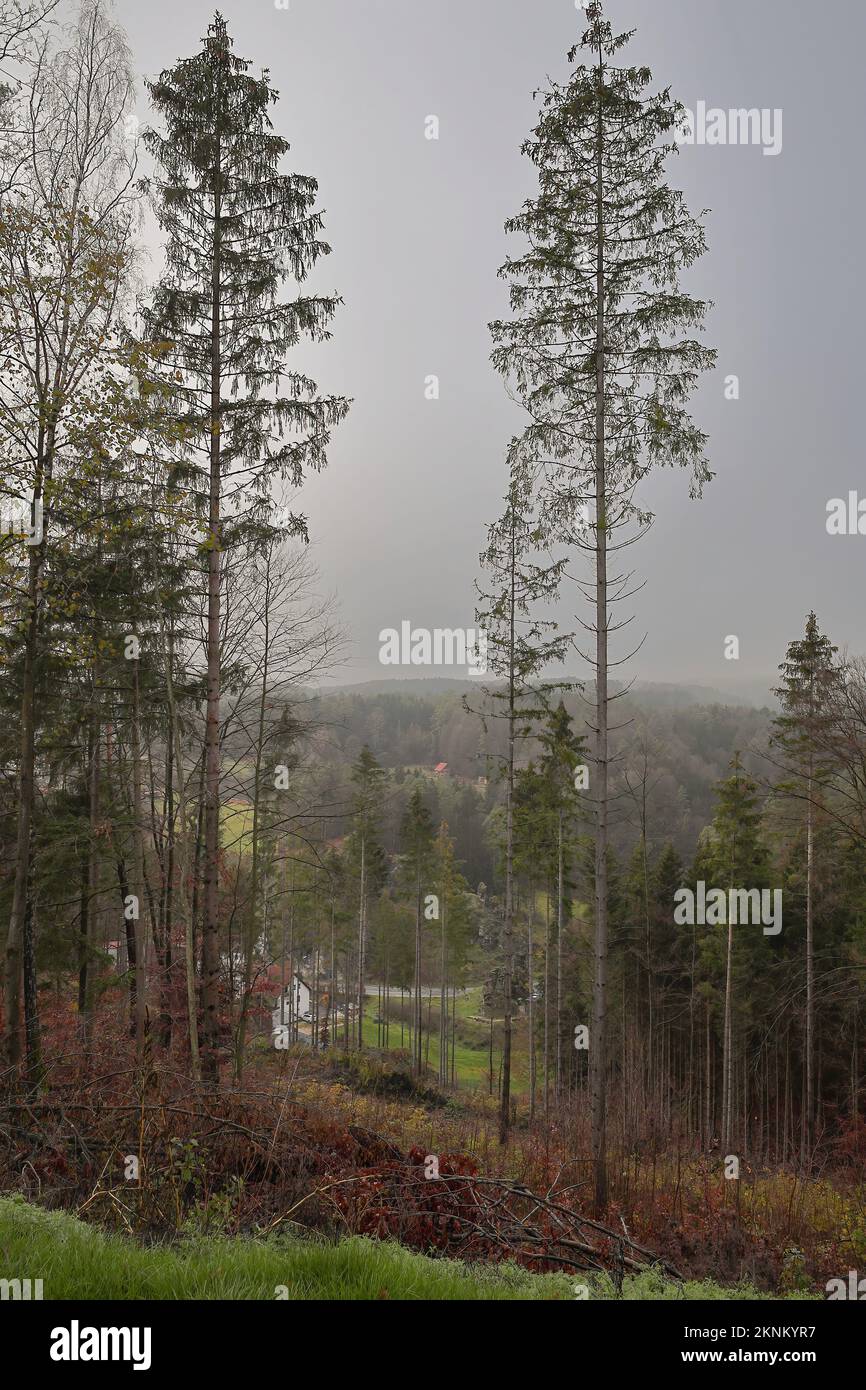 scenic view of a group of trees in the woodland Stock Photo