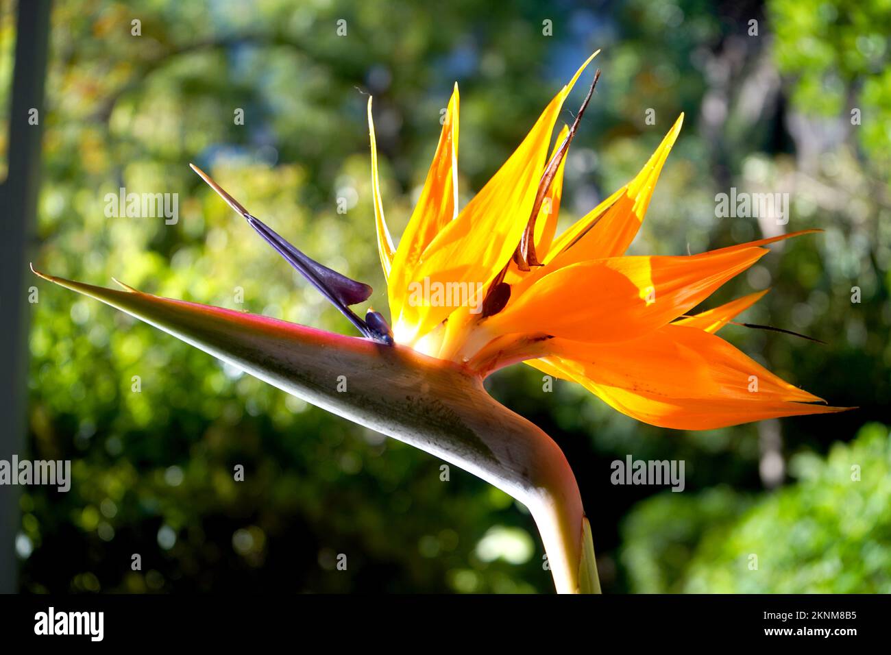 South African national, flower, the Strelitzia Stock Photo