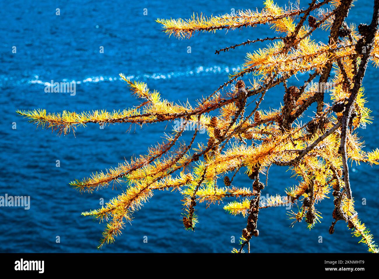 Yellow needles of a larch tree with the deep blue water of a lake as background Stock Photo