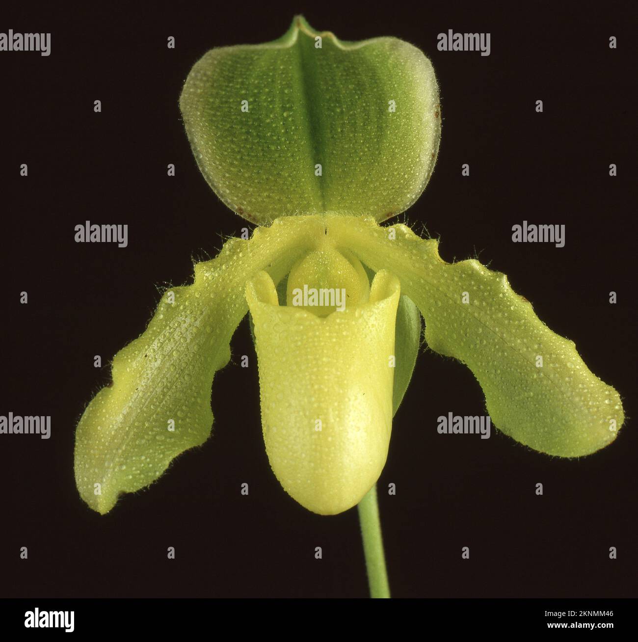 A macro shot of Paphiopedilum primulinum species of orchid on a black background Stock Photo