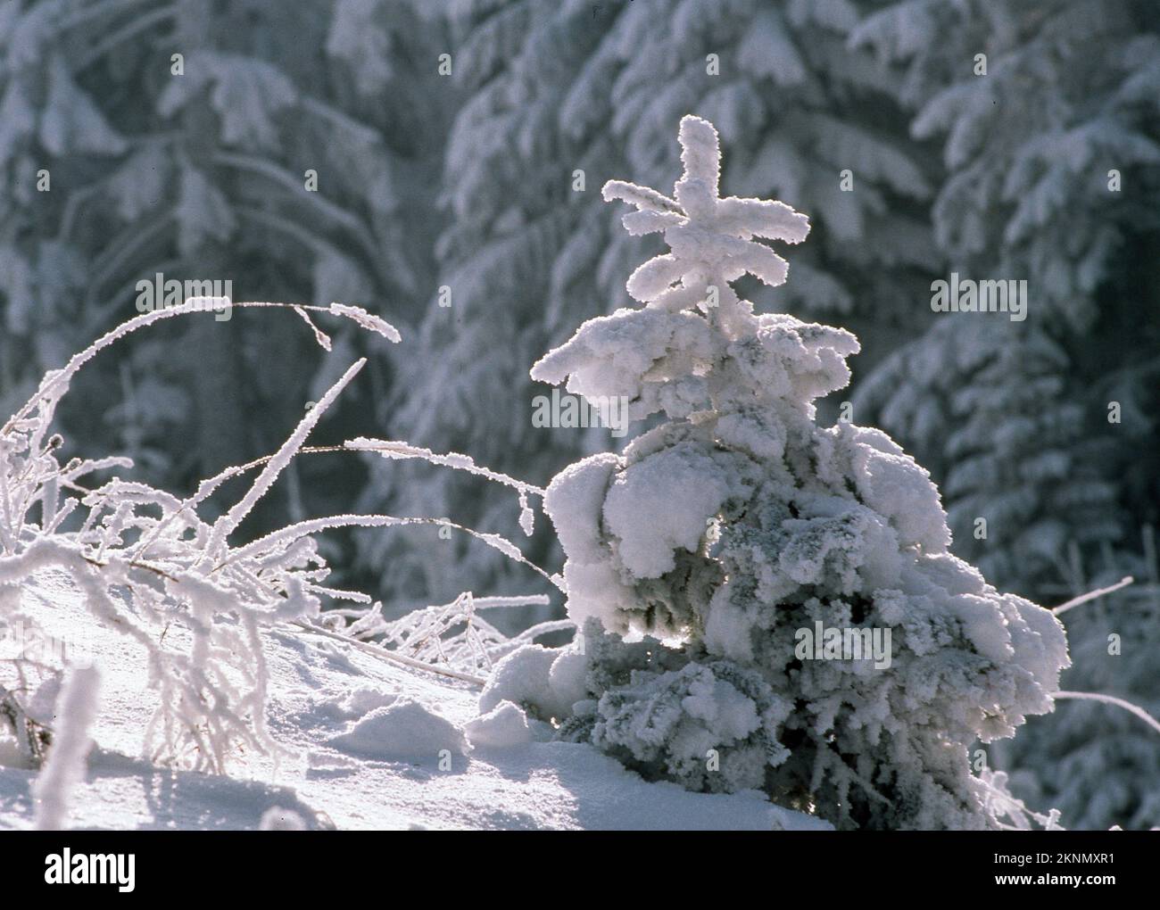 A scenic view of a small pine tree covered with snow Stock Photo - Alamy