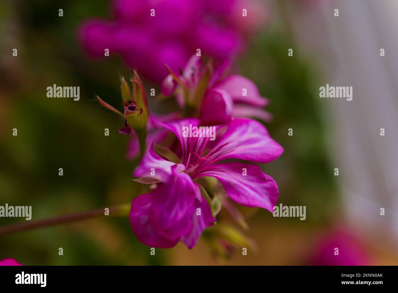 purple pink wildflowers on green background in nature flower photograph Stock Photo