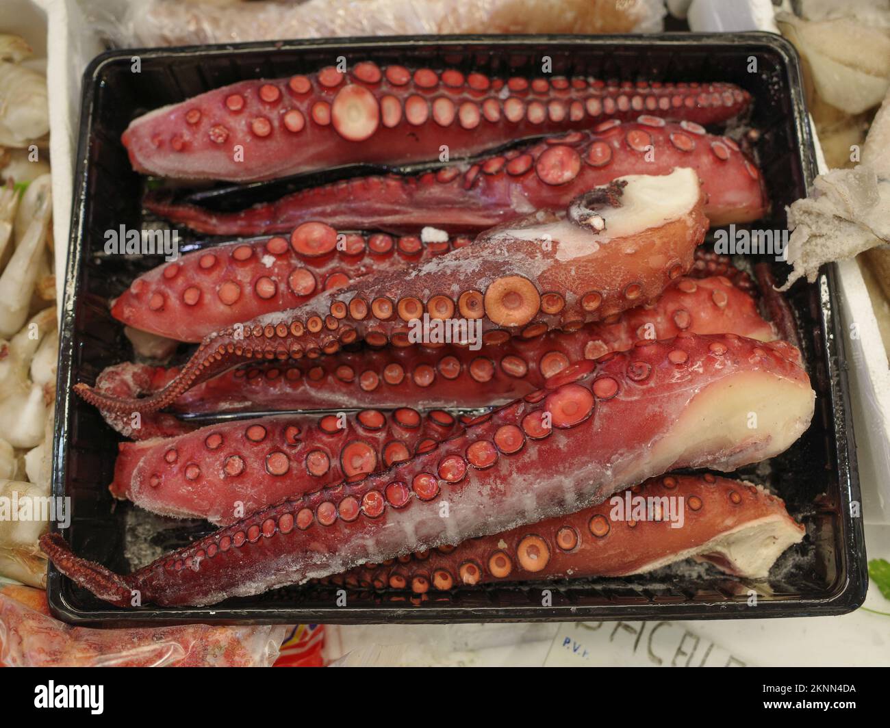 Squid tentacles hi-res stock photography and images - Alamy