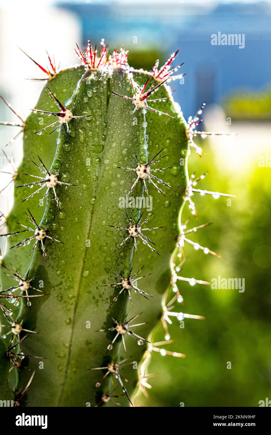 A large green trunk of cereus cactus full of awkward sharp spikes with dewdrops in the early morning light Stock Photo